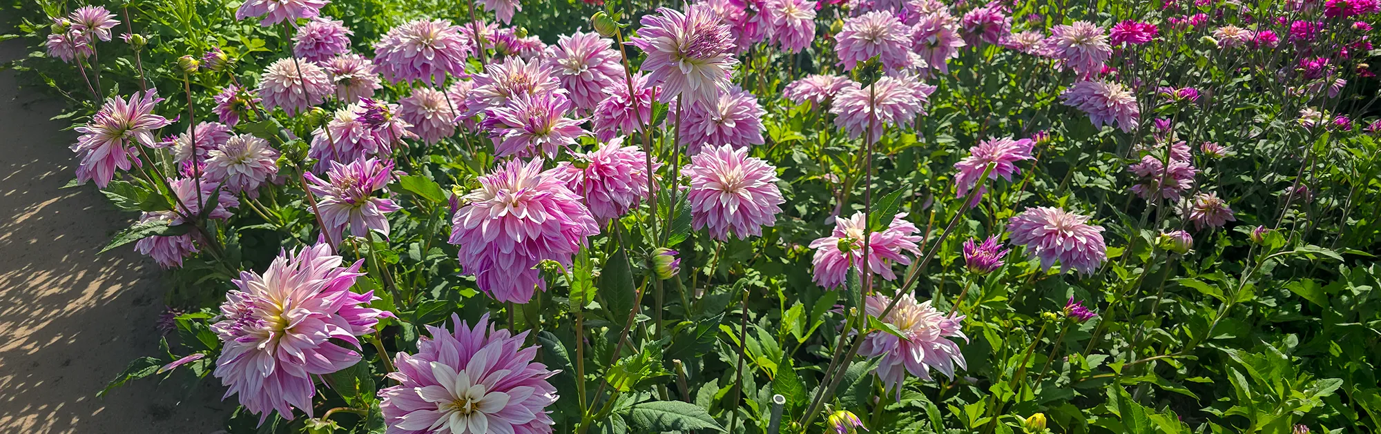 Blooms That Define Your Landscape