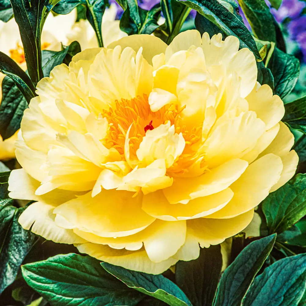 New Peonies